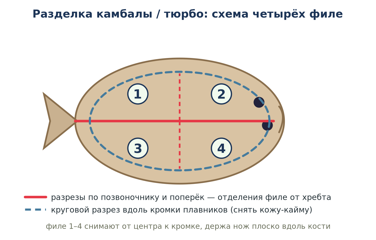 Схема разделки камбалы на четыре филе: центральный и круговой разрезы